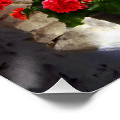 Drei Töpfe Geraniens auf Windows Poster (Ecke)