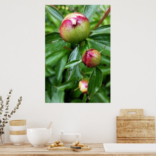 Drei Tornknospen Poster (Küche)