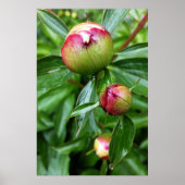 Drei Tornknospen Poster (Vorne)