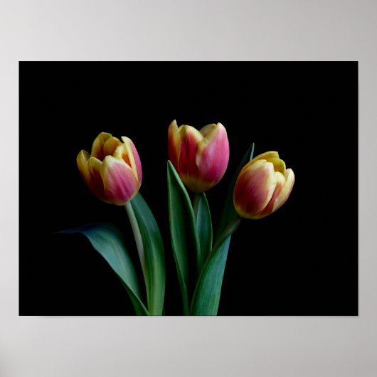 Drei Tulips Poster (Vorne)