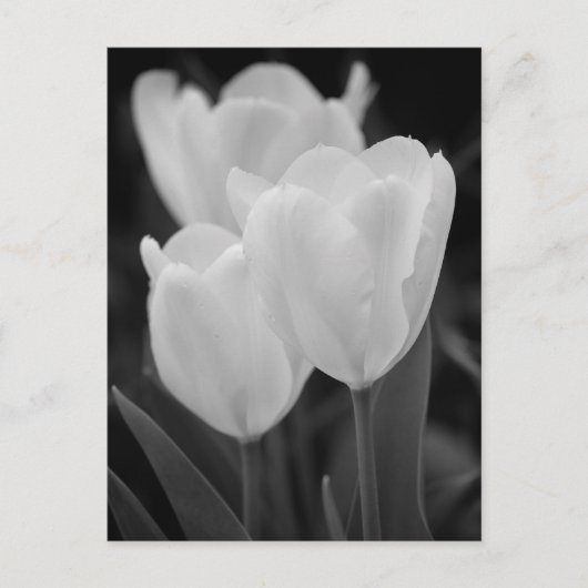 Drei Tulips Postkarte (Vorderseite)
