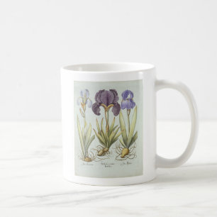 Drei Vielzahl von Rhizomatous Schwertlilien Kaffeetasse