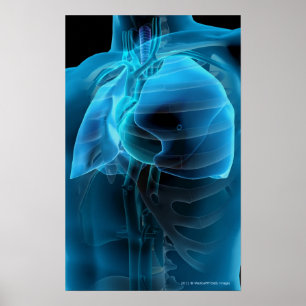 Drei viertel Ansicht von Herz und Lunge Poster
