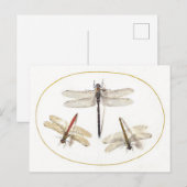 Drei Vintage Libellen Postkarte (Vorne/Hinten)
