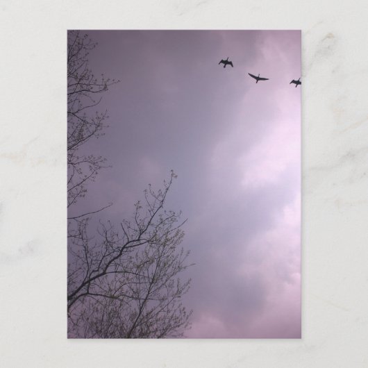 Drei Vögel fliegen so hoch Postkarte (Vorderseite)