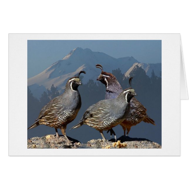 DREI WACHTELN UND SHASTA (Vorderseite (Horizontal))