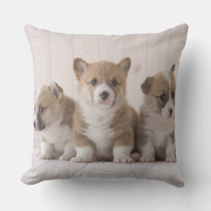 Drei Waliser Corgi Kissen