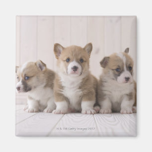 Drei Waliser Corgi Magnet