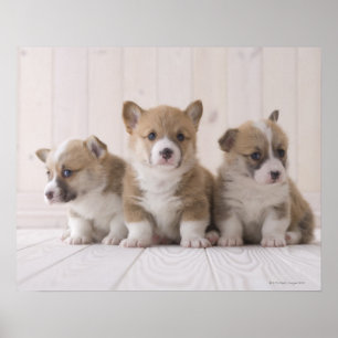 Drei Waliser Corgi Poster