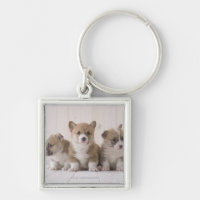 Drei Waliser Corgi