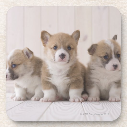 Drei Waliser Corgi Untersetzer (Vorderseite)
