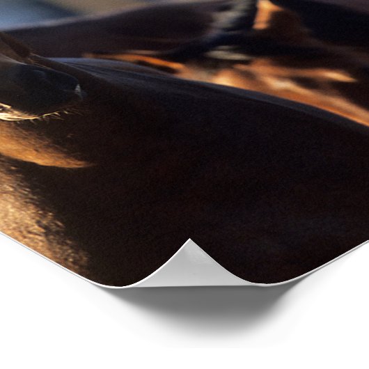 Drei Warmblüten, Stehend hintergrundbeleuchtet Poster (Ecke)