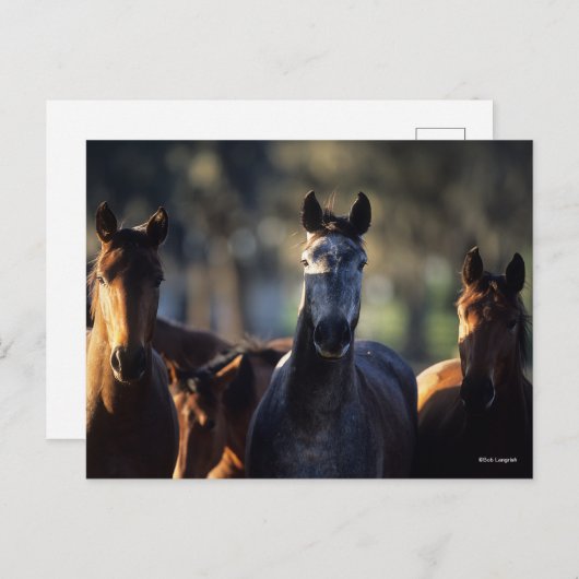 Drei Warmblüten, Stehend hintergrundbeleuchtet Postkarte (Vorne/Hinten)