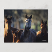 Drei Warmblüten, Stehend hintergrundbeleuchtet Postkarte (Vorderseite)