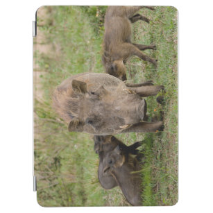 Drei Warthog Ferkel säugen auf ihrer Mutter iPad Air Hülle