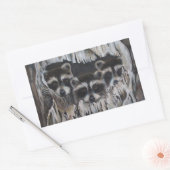 Drei Waschbären in einem Baum Rechteckiger Aufkleber (Umschlag)