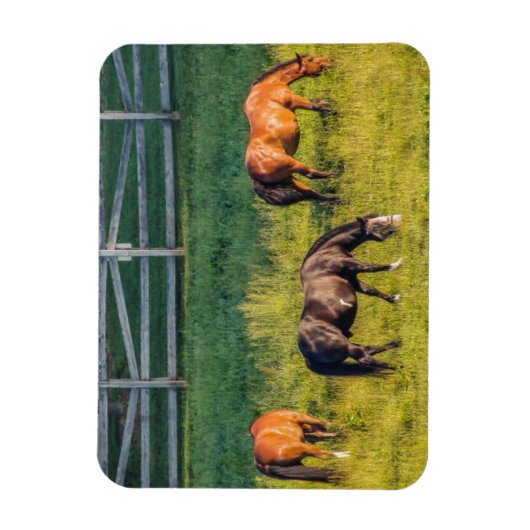 Drei Weiden Magnet (Vertikal)