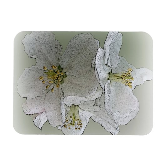 drei weiße Blume Magnet (Horizontal)