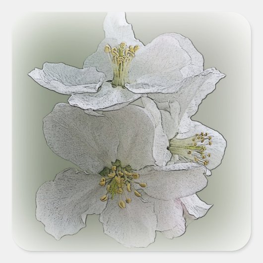 drei weiße Blume Quadratischer Aufkleber (Vorderseite)
