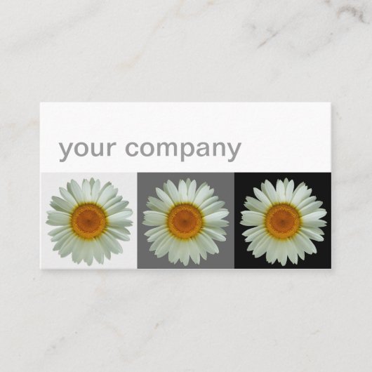 Drei weiße Gänseblümchen-moderne Blumen Visitenkarte (Vorderseite)
