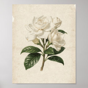 Drei weiße Gardenien an einem Zweig Botanische Kun Poster