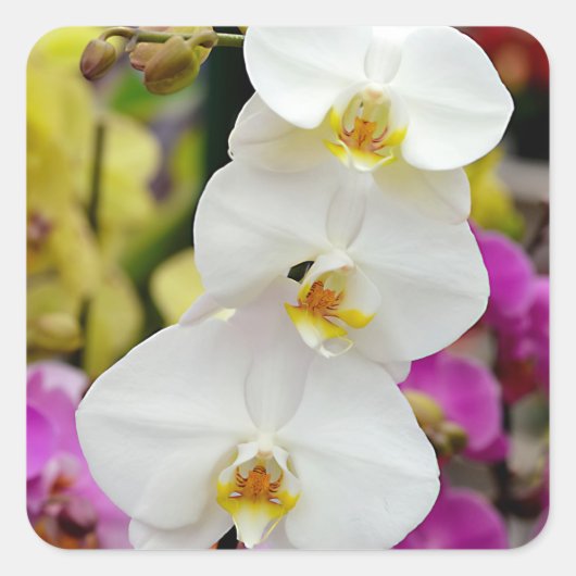 Drei weiße Orchideen-Orchideen-Anziehungsmagnete Quadratischer Aufkleber (Vorderseite)