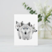 Drei weiße Wölfe Postkarte (Stehend Vorderseite)