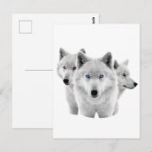 Drei weiße Wölfe Postkarte (Vorne/Hinten)