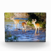 Drei Weißschwanzbucks in Creek Fotoblock (Vorderseite)