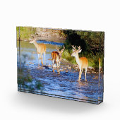 Drei Weißschwanzbucks in Creek Fotoblock (Rechts)