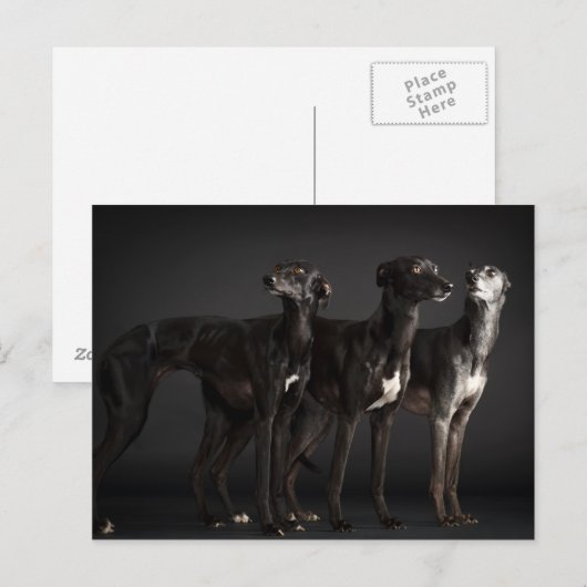 Drei Welpen Postkarte (Vorne/Hinten)