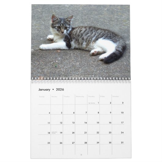 Drei wilde Kätzchen Kalender (Jan 2026)