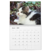 Drei wilde Kätzchen Kalender (Mär 2027)