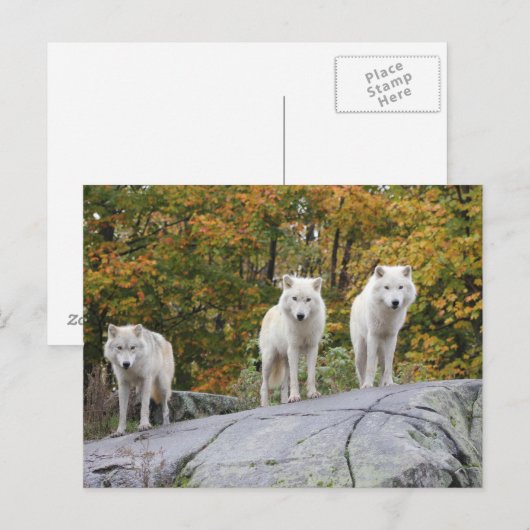 Drei Wölfe Postkarte (Vorne/Hinten)