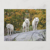 Drei Wölfe Postkarte (Vorderseite)
