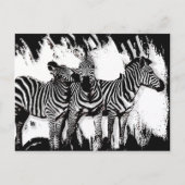 Drei Zebras beim Malen Postkarte (Vorderseite)