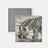 Drei Zebras Drinks Magnet (Vorderseite/Rückseite)