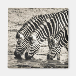 Drei Zebras Drinks Magnet