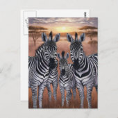 Drei Zebras-Weiden auf der Wiese Postkarte (Vorne/Hinten)