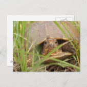 Drei-Zehen-Box-Schildkröte Postkarte (Vorne/Hinten)