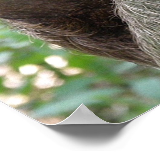 Drei-Zehen-Sloth-Poster Poster (Ecke)