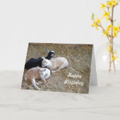 Drei Ziegen 7889 Geburtstagskarten Karte (Gelbe Blume)