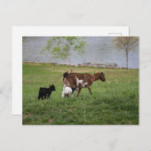Drei Ziegen Postkarte (Vorne/Hinten)