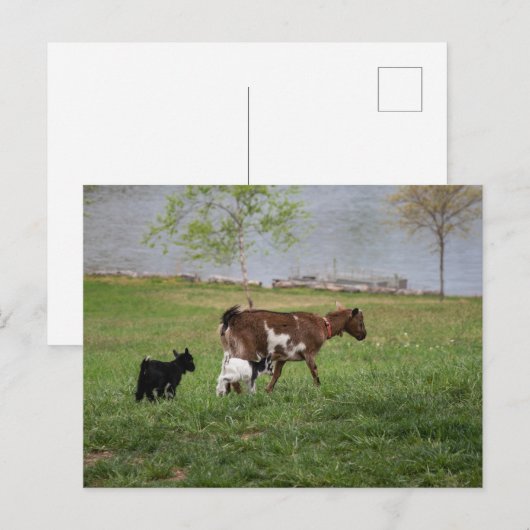 Drei Ziegen Postkarte (Vorne/Hinten)