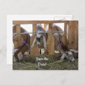 Drei Ziegen Save the Date Ankündigungspostkarte (Vorne/Hinten)