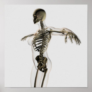 Dreidimensionale Ansicht des weiblichen Poster