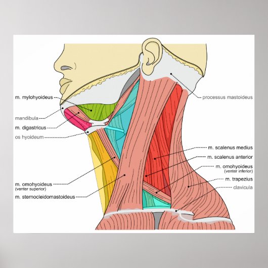 Dreiecke der Nackenmuskeln Anatomisches Diagramm Poster (Vorne)
