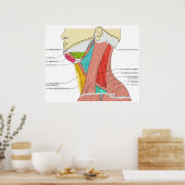Dreiecke der Nackenmuskeln Anatomisches Diagramm Poster (Küche)