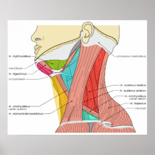 Dreiecke des Halses Muscles anatomisches Diagramm Poster