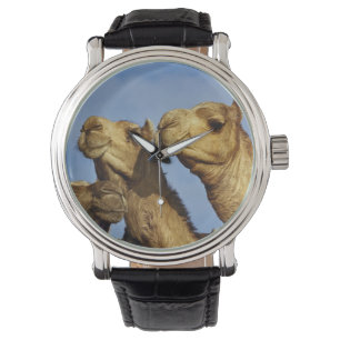 Dreiergruppe von Kamelen, Kamelmarkt, Kairo, Ägypt Armbanduhr